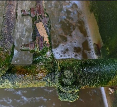 Tubulação de torre tomada por algas antes do FINEALGA